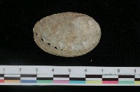 藏品(綠唇鮑螺)的圖片